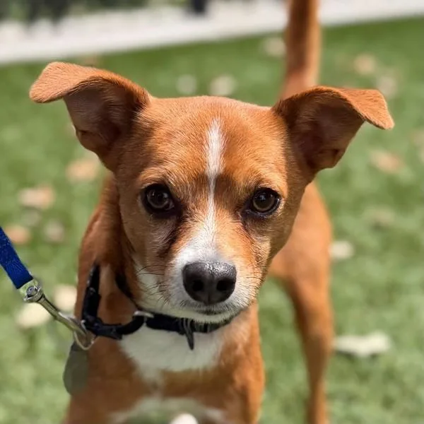 An adult small-sized male Chihuahua dog named South for adoption in Walnut Creek, CA