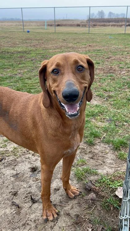 An adult large-sized male Redbone Coonhound dog named Sam for adoption in Columbus, IN