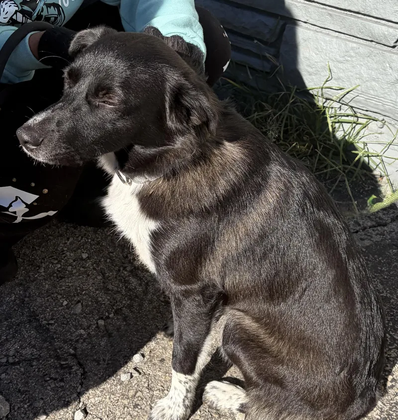 A young medium-sized male Black Mixed Breed dog named Oreo for adoption in McKeesport, PA