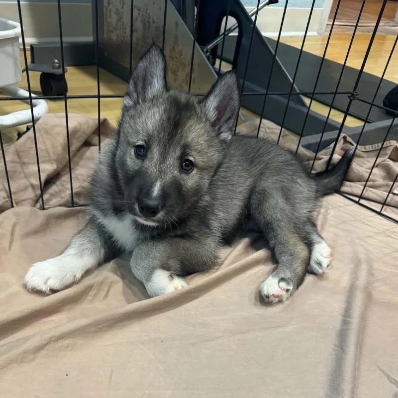 A baby medium-sized female Husky dog named Polly for adoption in Seminole, FL