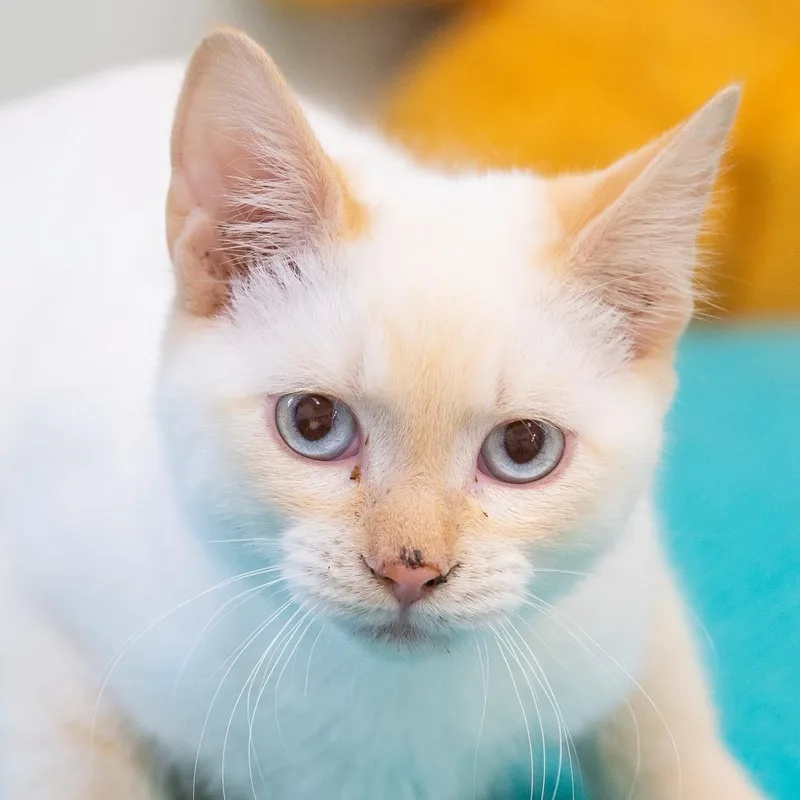 A young small-sized male Flame Point Domestic Short Hair cat named Ron for adoption in Cartersville, GA