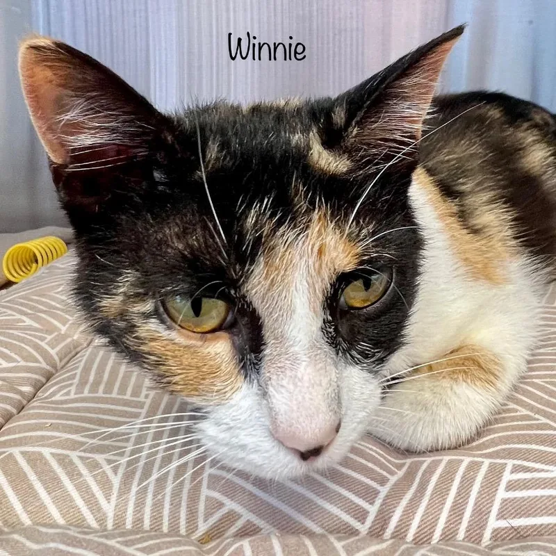 A young small-sized female Calico Domestic Short Hair cat named Winnie for adoption in Madisonville, TN