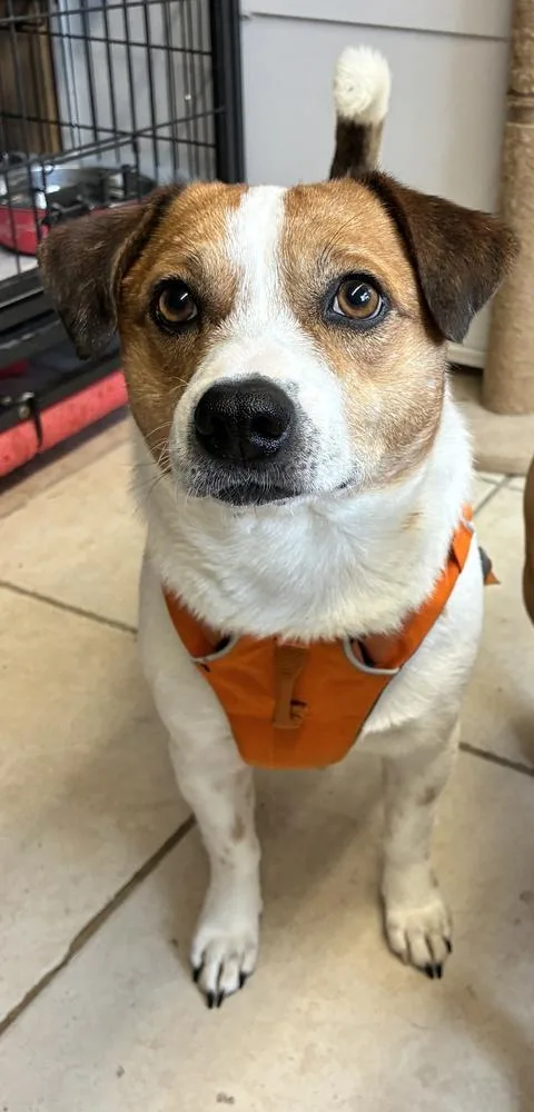 A young small-sized male White / Cream Corgi dog named Zither for adoption in Randolph, MA