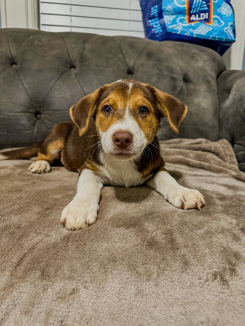 A baby large-sized male German Shepherd Dog dog named Beau Luther for adoption in Charleston , WV