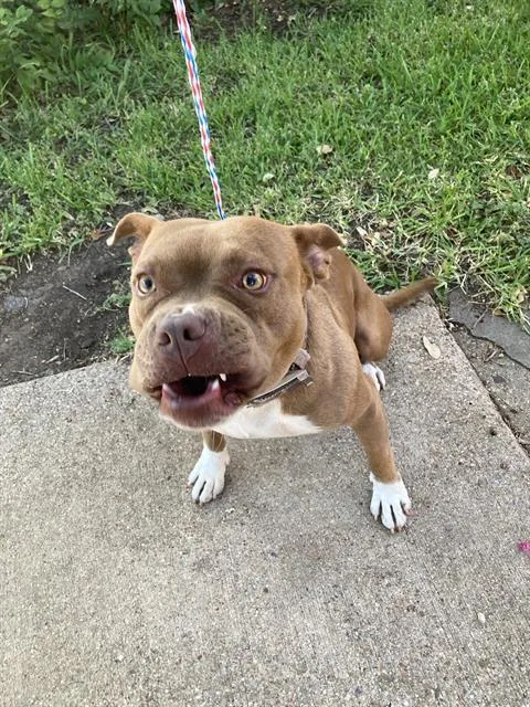 A young large-sized male Mixed Breed dog named Peanut for adoption in Dallas, TX