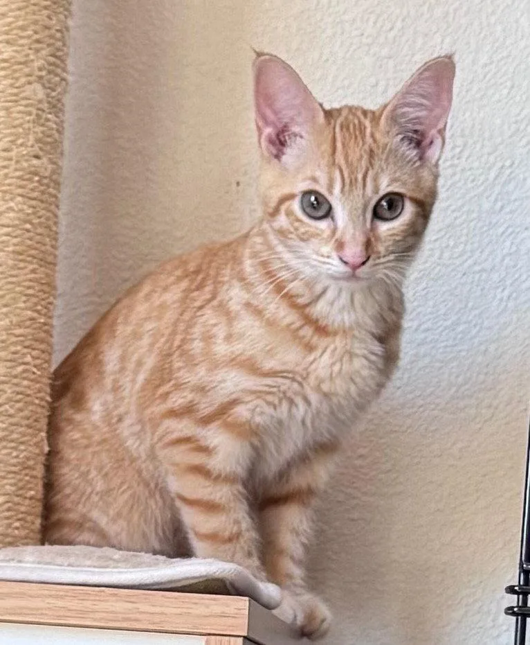 A baby small-sized female Domestic Short Hair cat named Fava for adoption in Battle Ground, WA
