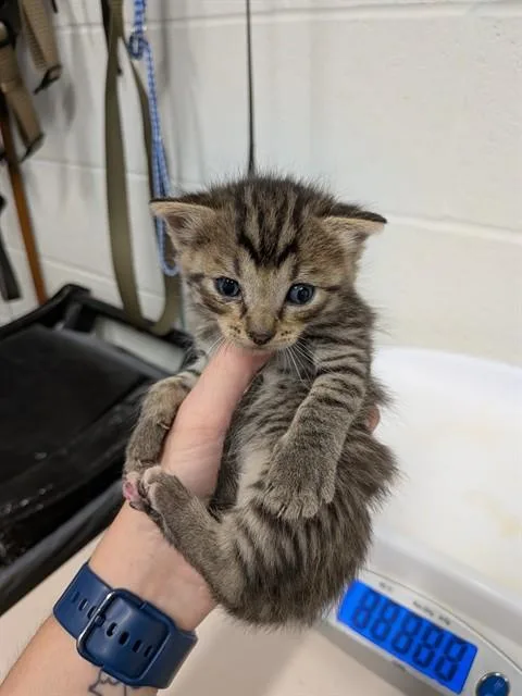 A baby small-sized female Domestic Short Hair cat named Scarlett for adoption in Saint Peters, MO