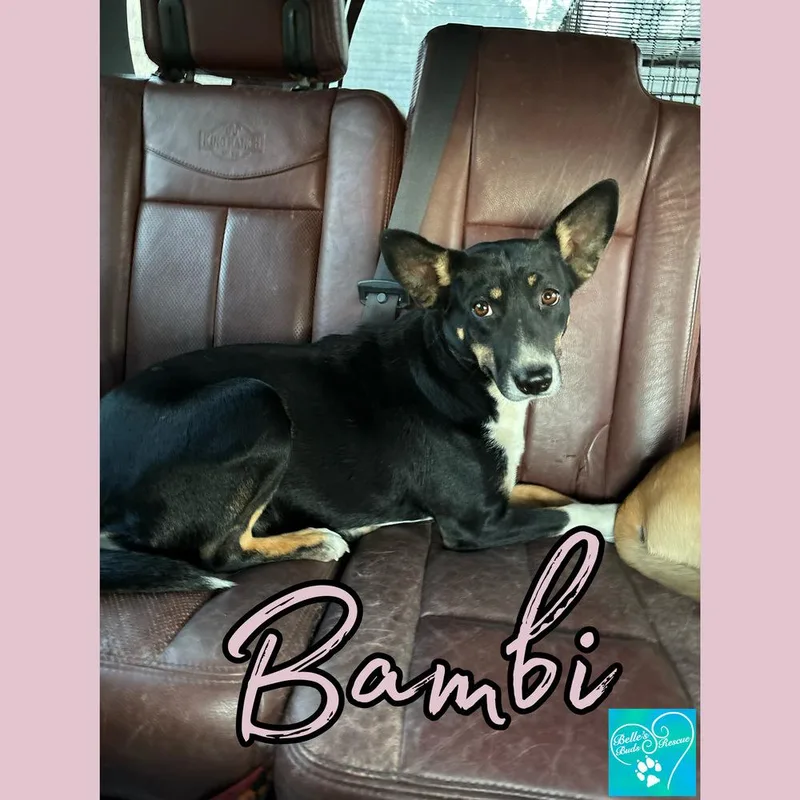 Bambi