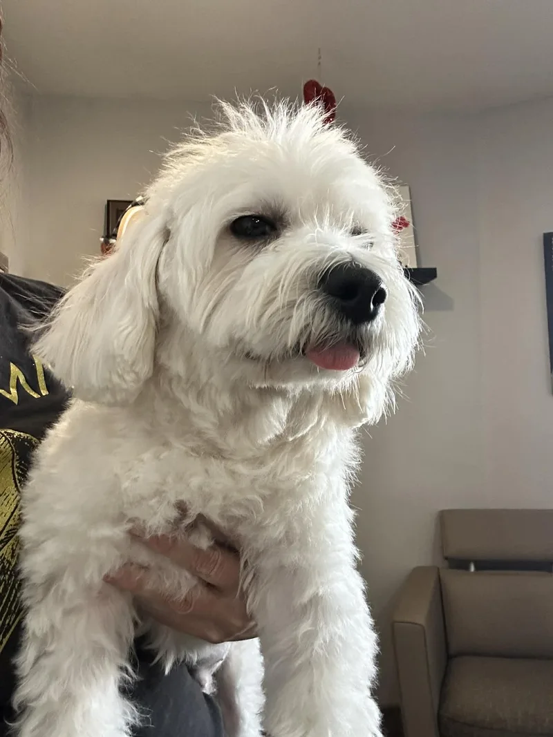 A young small-sized male White / Cream Maltese dog named Scribble for adoption in Phoenix, AZ