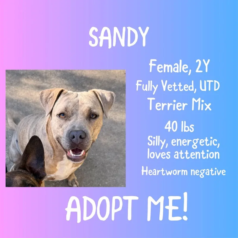 An adult medium-sized female Yellow / Tan / Blond / Fawn Pit Bull Terrier dog named Sandy for adoption in Irvington, AL