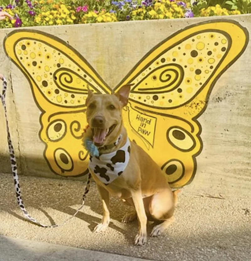 An adult medium-sized female Yellow / Tan / Blond / Fawn Labrador Retriever dog named Hattie for adoption in Amherst, MA