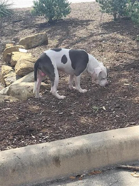 A young medium-sized male American Staffordshire Terrier dog named Rocco for adoption in San Antonio, TX