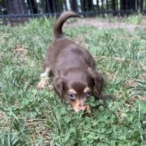 A baby small-sized male Brown / Chocolate Chihuahua dog named Sam for adoption in Midlothian, VA