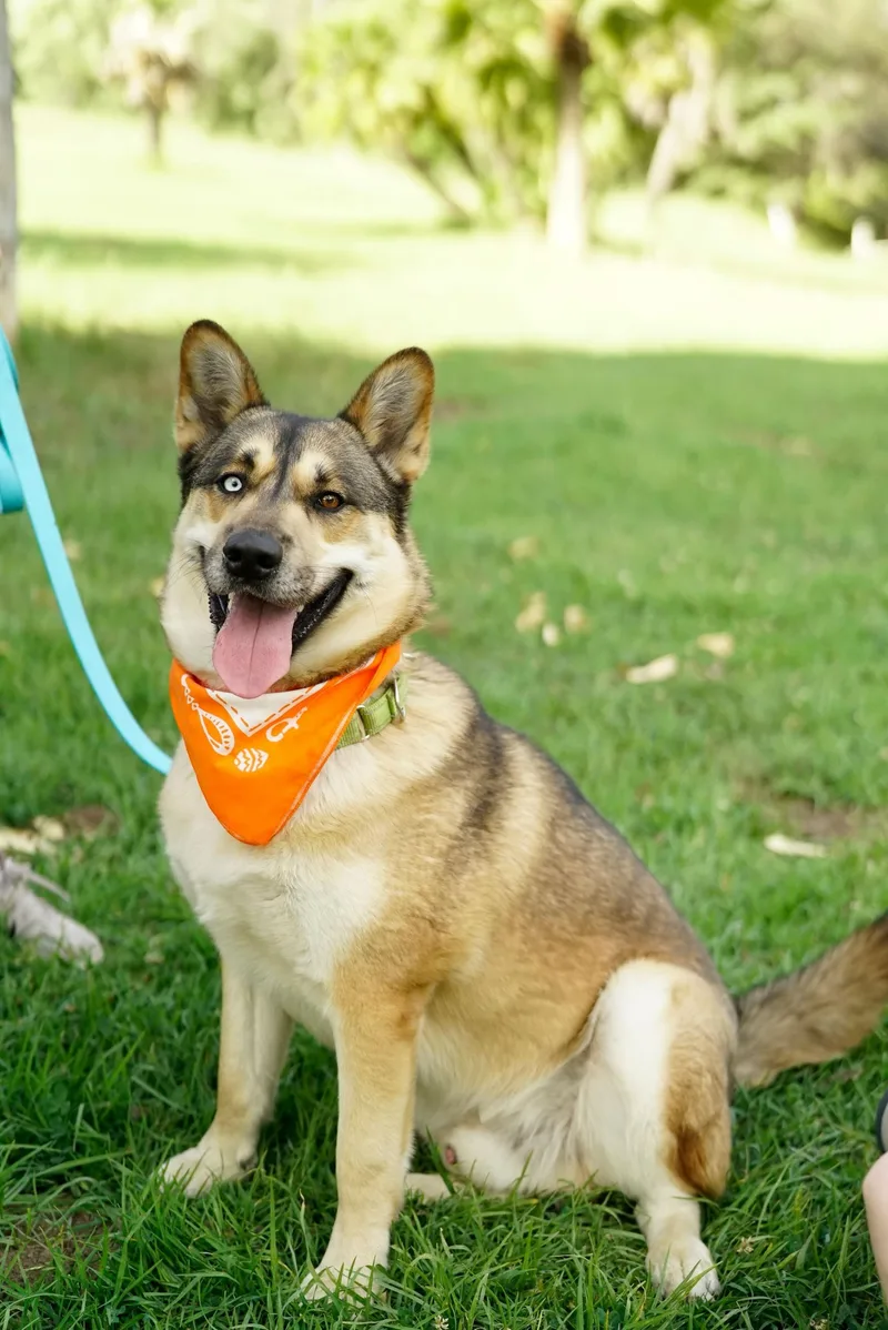 An adult medium-sized male German Shepherd Dog dog named Luke for adoption in Pasadena, CA