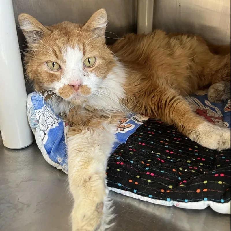 A senior extra large-sized male Orange / Red Domestic Medium Hair cat named Sonic for adoption in Branford, CT