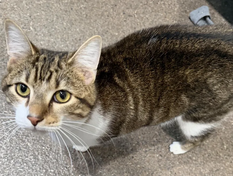 A young medium-sized male Tabby (Buff / Tan / Fawn) Domestic Short Hair cat named Woody for adoption in Sault Sainte Marie, MI