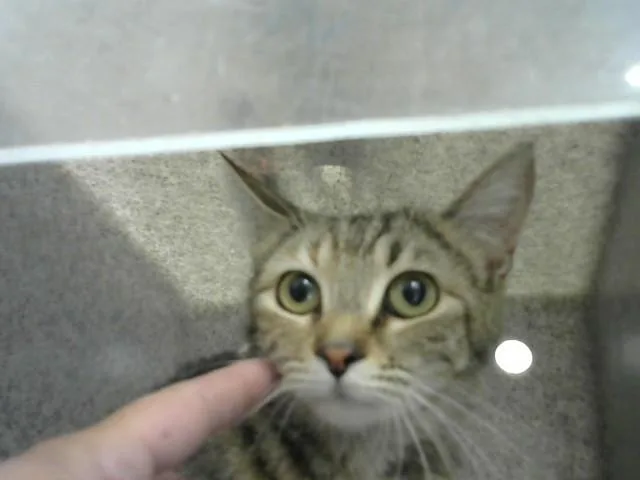 An adult medium-sized female Domestic Short Hair cat named Rising for adoption in Albuquerque, NM