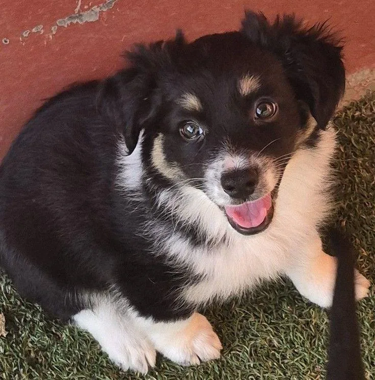 A young small-sized female Tricolor (Brown, Black, & White) Chihuahua dog named Jasmine for adoption in Carrollton, TX