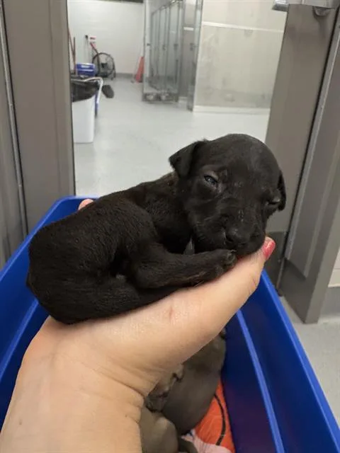 A baby small-sized female Pit Bull Terrier dog named Jewel for adoption in Indianapolis, IN