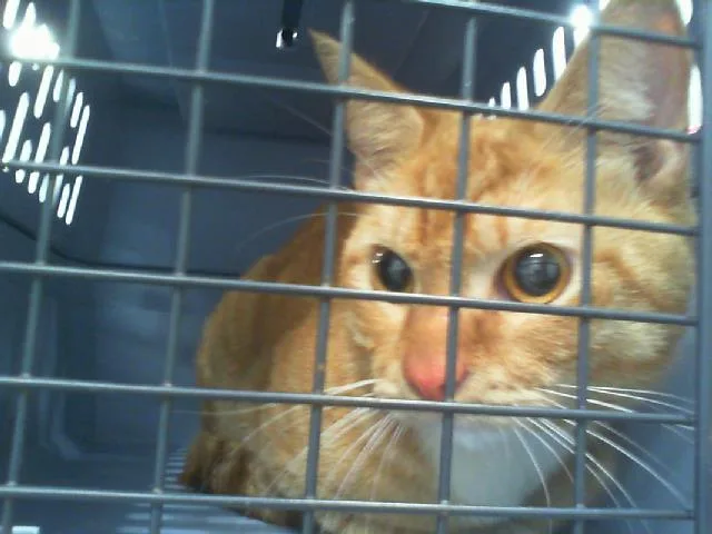 An adult medium-sized male Domestic Medium Hair cat named A for adoption in Charlotte, NC