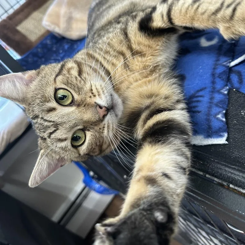 An adult large-sized male Brown / Chocolate Domestic Short Hair cat named Ser Roly Poly for adoption in Mount Laurel, NJ