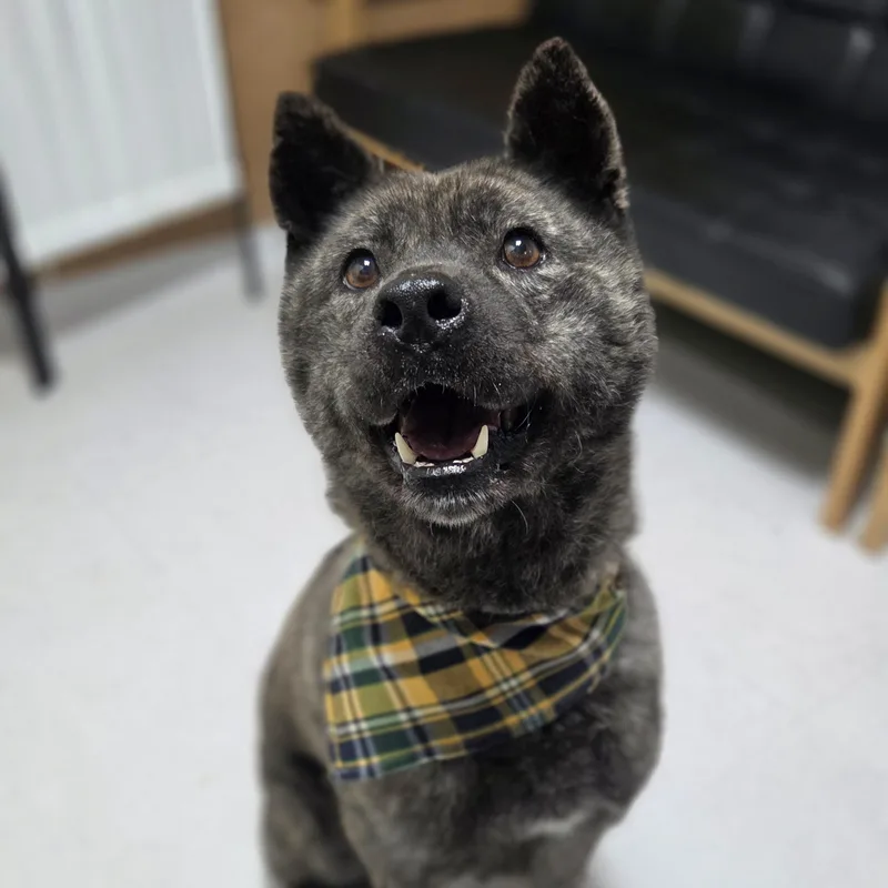 An adult medium-sized male Jindo dog named Changhee for adoption in Duluth, GA