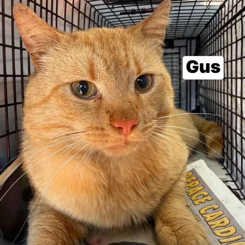 An adult medium-sized male Orange / Red Domestic Short Hair cat named Gus for adoption in Philadelphia, PA