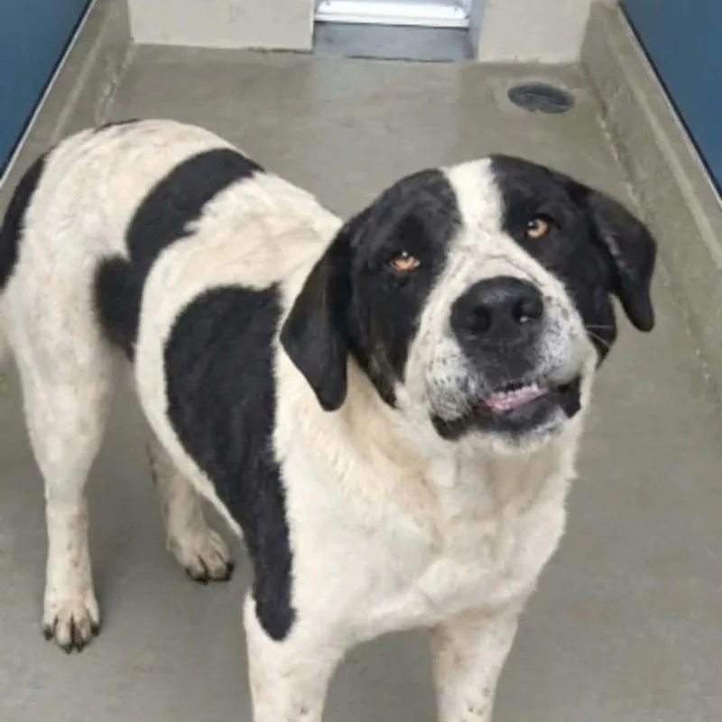 An adult medium-sized male Black Shepherd dog named Otti for adoption in Kingman, AZ