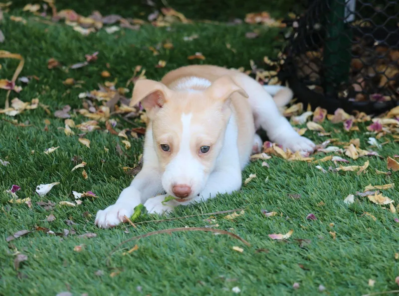 Whisper  Courtesy Listing