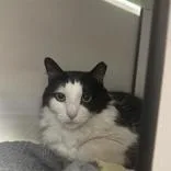 A senior large-sized male Black & White / Tuxedo Domestic Short Hair cat named Yara for adoption in Hilliard, OH