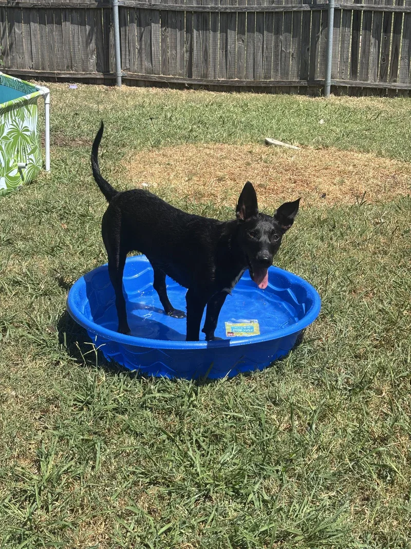 A young large-sized female German Shepherd Dog dog named Skye for adoption in McKinney, TX