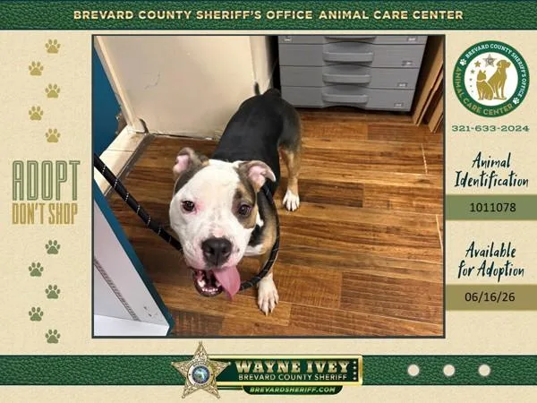 An adult medium-sized male Mixed Breed dog named Huxley for adoption in Melbourne, FL