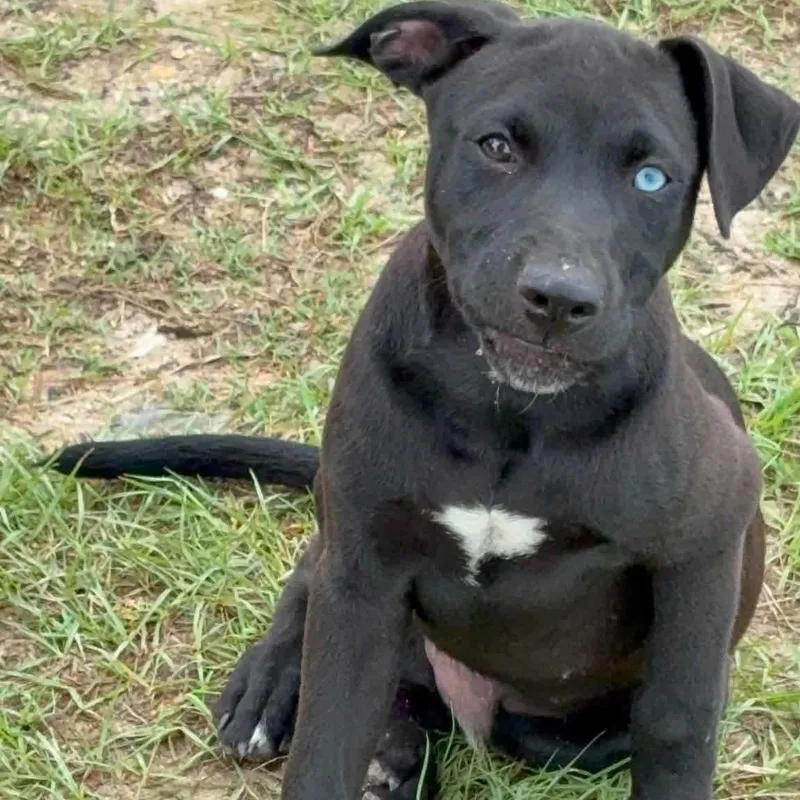 A young large-sized male Black Labrador Retriever dog named Whitley for adoption in Semmes, AL