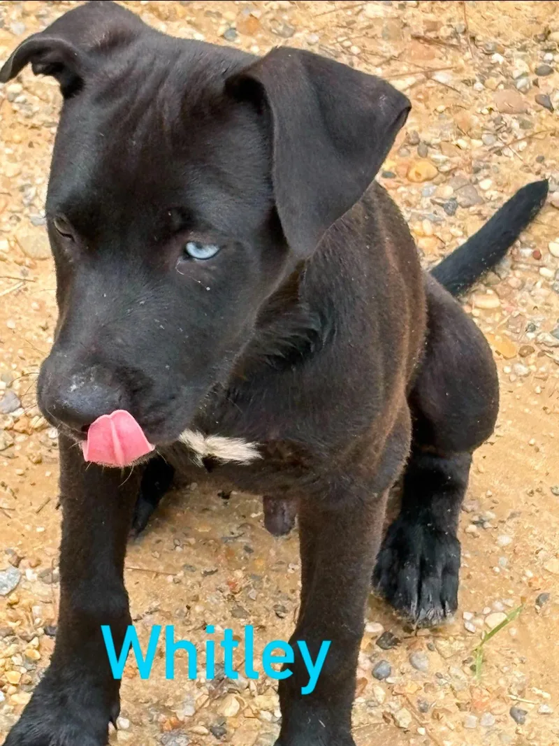 Whitley thumbnail 2