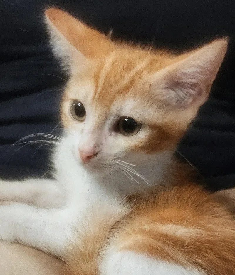 A baby medium-sized male Orange & White Domestic Short Hair cat named Riley for adoption in Oakland Park, FL
