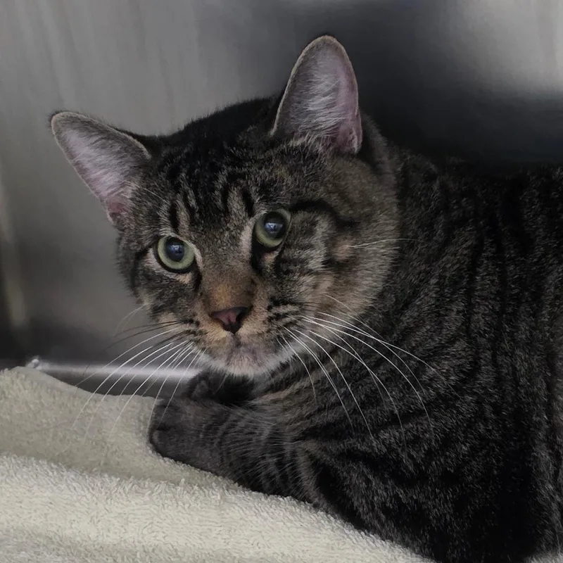 A young large-sized male Brown / Chocolate Domestic Long Hair cat named Ringo for adoption in Council Bluffs, IA