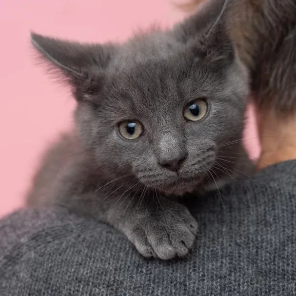 A baby medium-sized male Russian Blue cat named Higgins SOULFUL AND LOVING for adoption in Bethel, CT