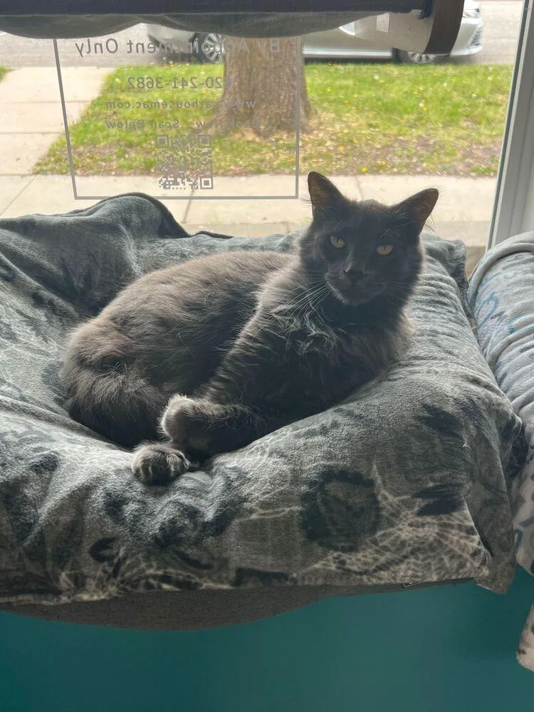 An adult large-sized male Gray / Blue / Silver Domestic Long Hair cat named Bill for adoption in McPherson, KS