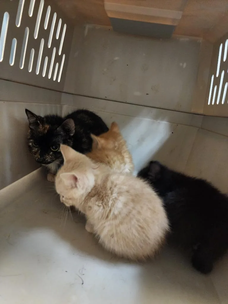 A young medium-sized female Domestic Short Hair cat named Nub Nub for adoption in Rome, GA