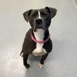 An adult medium-sized female Mixed Breed dog named Korra for adoption in Hilliard, OH