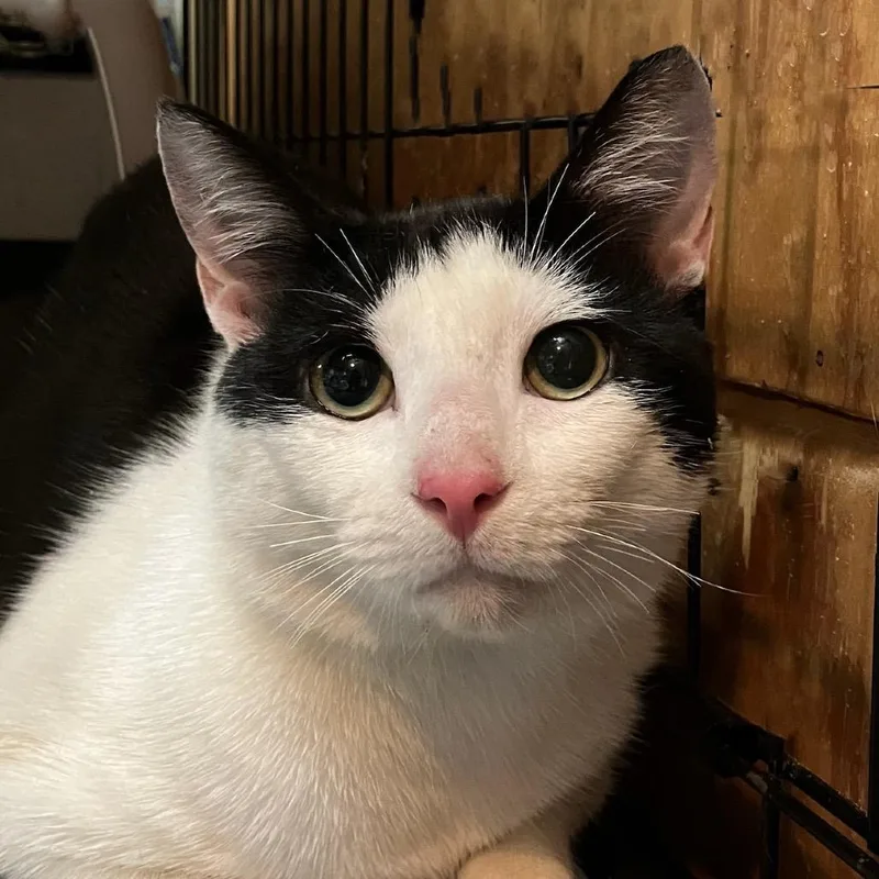 A young small-sized male Black Domestic Short Hair cat named Panda Mckenzie for adoption in Merrifield, VA