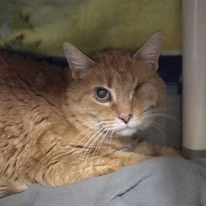 A senior medium-sized male Domestic Short Hair cat named Puffy for adoption in Westland, MI