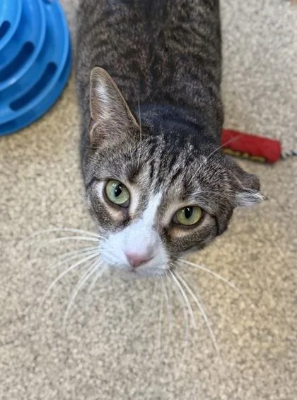 Randy Rambo thumbnail 2