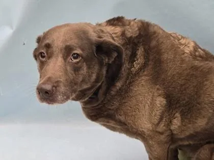 An adult large-sized female Chesapeake Bay Retriever dog named Zoe for adoption in Coon Rapids, MN