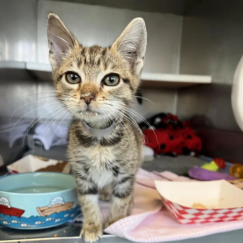 A baby small-sized female Brown / Chocolate Domestic Short Hair cat named Allie Cat for adoption in Hawthorne, CA
