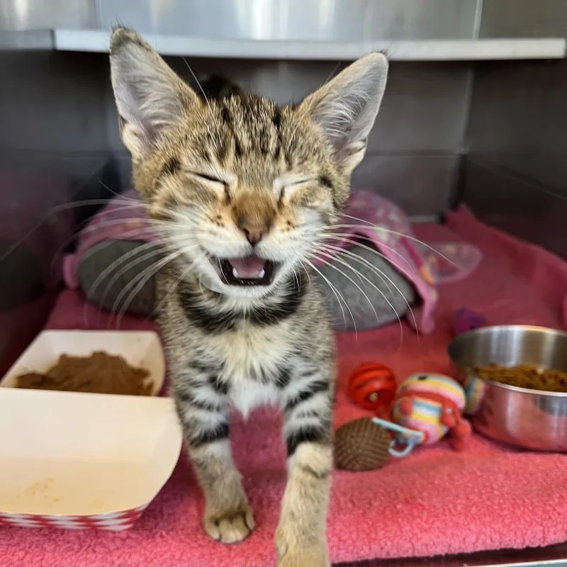 Allie Cat thumbnail 2