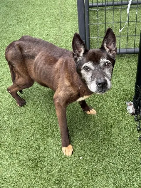 A senior medium-sized female Mixed Breed dog named Ivy for adoption in Dallas, TX