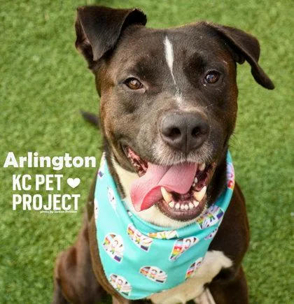 An adult large-sized male Black Mixed Breed dog named Arlington for adoption in Kansas City, MO
