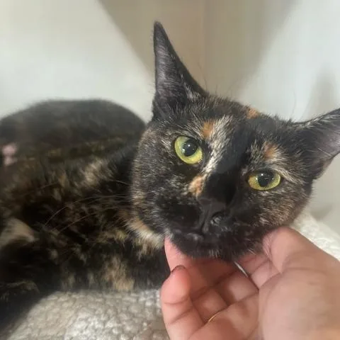 A young medium-sized female Tortoiseshell Domestic Short Hair cat named Mimi for adoption in East Brunswick, NJ