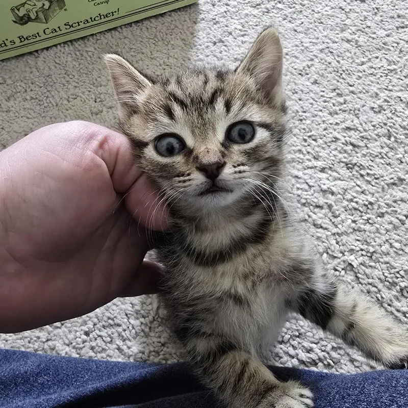 A baby small-sized male Brown / Chocolate Domestic Short Hair cat named Joodlebee for adoption in Austin, TX